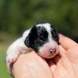 Toby - Parti male Poodle puppy in Wolf Creek, Oregon from Dejah Bleu Kennels