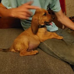 Bloodhound Puppies from Castaways Hooves & Hounds