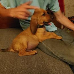 Bloodhound Puppies from Castaways Hooves & Hounds
