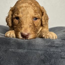 Bernedoodle, Goldendoodle, and Poodle Puppies from Poodle and Doodle Haven