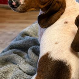 Peaches - Dachshund