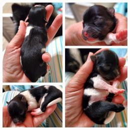 Pomeranian Puppies from Amazing Grace Pomeranians