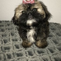 Shih Tzu Puppies from Debbie’s Precious Shih Tzu’s