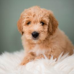German Shepherd, Goldendoodle, and Golden Retriever Puppies from Silver Pines Pups