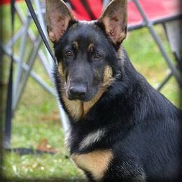 Australian Shepherd and German Shepherd Puppies from Trademark Kennels