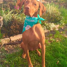 Brittany and Vizsla All Grown Up from Dzika Place Kennels