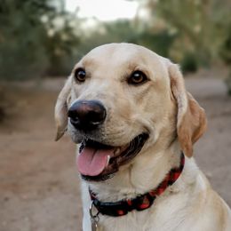 Trixie - Labrador Retriever