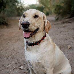 Trixie - Labrador Retriever