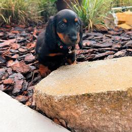 Dachshund and French Bulldog Puppies from Trust Fund Devil Kennel