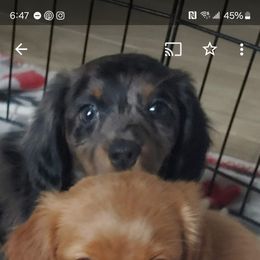 Dachshund Puppies from Crowned Doxies