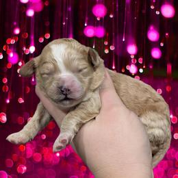 Girl 7 - Cream female Cavapoo puppy in Coshocton, Ohio from Forever Family Puppies