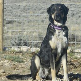 Marta - Anatolian Shepherd Dog