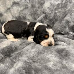 Diana - Black white and tan female English Springer Spaniel puppy in Battle Creek, Michigan from Eden Springer Spaniels