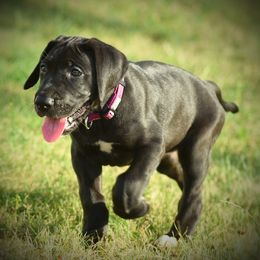 Great Dane Puppies from Kirk’s Dane Farm