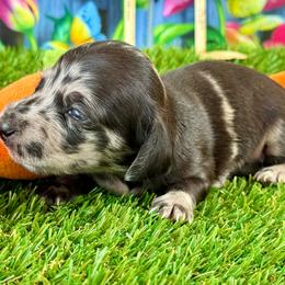 Sparky( dappled boy) - Dapple male Dachshund puppy in Orlando, Florida from Weiner Wunderland of Central Florida