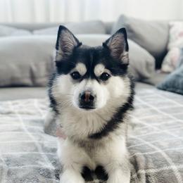Opal - Pomsky