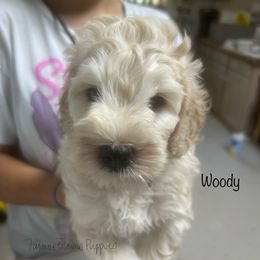 Woody - White male Schnoodle puppy in Sedalia, Missouri from Farmer Brown's Puppies