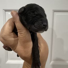 Blueberry Pie - Black female Great Dane puppy in Florida from Beachside Kennels