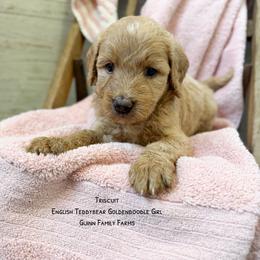 Triscuit - Apricot female Goldendoodle puppy in Grove, Oklahoma from Guinn Family Farms