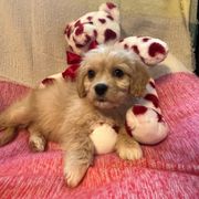 Simon - Tan and white Cavachon puppy in Hudson, Massachusetts from Lindsey's Waggingtails Cavachons