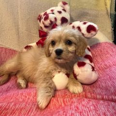 Simon - Tan and white Cavachon puppy in Hudson, Massachusetts from Lindsey's Waggingtails Cavachons