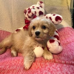 Simon - Tan and white Cavachon puppy in Hudson, Massachusetts from Lindsey's Waggingtails Cavachons