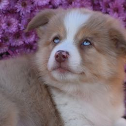 Laredo Sue - Red merle Miniature Australian Shepherd puppy in Redfield, Kansas from CY Ranch Aussies