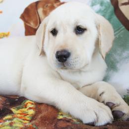 Beagle and Labrador Retriever Puppies from Badland Kennel
