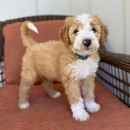 Pumpkin - Red male Bernedoodle puppy in Springville, Utah from Oodles of Bernedoodles