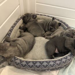French Bulldog Puppies from Roughneck Frenchies