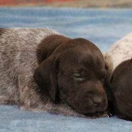 German Shorthaired Pointer Puppies from Keystone Gun Dogs/vom Schlussstein Shorthairs