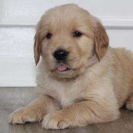 Australian Shepherd and Golden Retriever Puppies from Sterling Valleys Goldens and Aussies