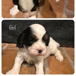 Cavapoo Puppies from Clark Hill Farm