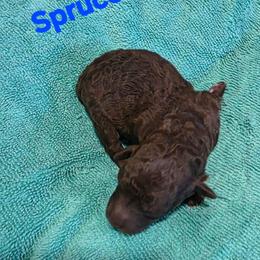 Spruce - Brown and white male Aussiedoodle puppy in Loveland, Colorado from A&L Ranch Aussiedoodles
