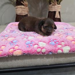 Unity (AKC) - Red female Dachshund puppy in Rainbow City, Alabama from Spinks Puppies