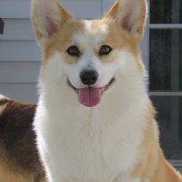 Jack - Pembroke Welsh Corgi