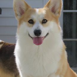 Jack - Pembroke Welsh Corgi