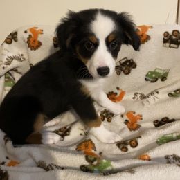 Miniature American Shepherd Puppies from Harbor View Mini American Shepherds