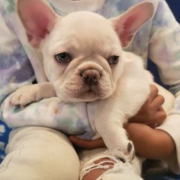 French Bulldog Puppies from Bully Snob