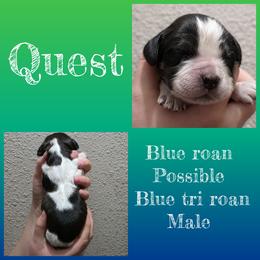 Quest - Tri-Roan male English Springer Spaniel puppy in Florida from Thunderbird Springers