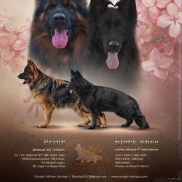 Boy 1 - Black male German Shepherd puppy in Mount Vernon, Missouri from German Haus German Shepherds LLC