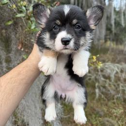 Kora (Financing Available) - Black and white female American Corgi puppy in Inverness, Florida from Canaan Farm Corgis