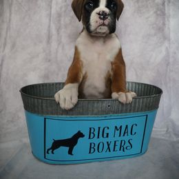 Boxer Puppies from Big Mac Boxers