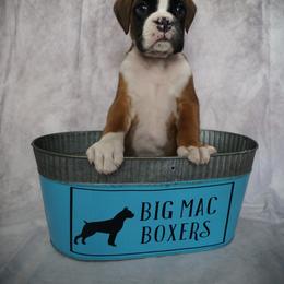 Boxer Puppies from Big Mac Boxers