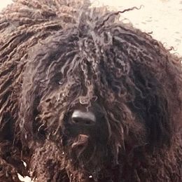 Spanish Water Dog Puppies from LIJA Spanish Water Dogs