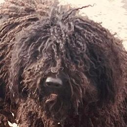 Spanish Water Dog Puppies from LIJA Spanish Water Dogs