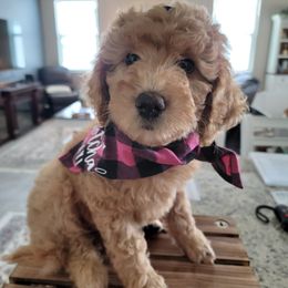 Goldendoodle All Grown Up from We R Mini Doodles