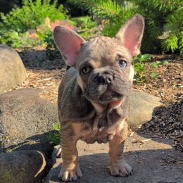 Trouble - Blue fawn male French Bulldog puppy in Delafield, Wisconsin from Bishop Bullyz