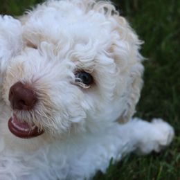 Piggy Paul - Yellow and white male Bernedoodle puppy in Midland, Michigan from Puppy Place