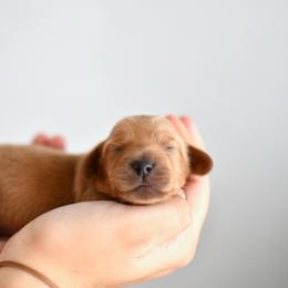 Focaccia - Cream male Dachshund puppy in Youngstown, Florida from Paradox Dachshunds